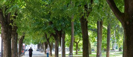 A tree-lined pathway in a park with benches and a trash can.