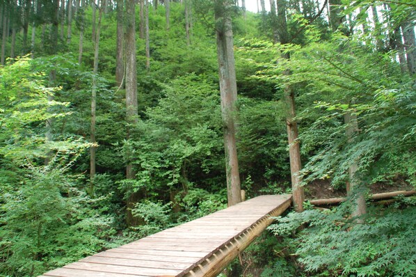 Un pont en bois, au cœur d’une forêt dense.