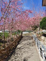 Un sendero bordeado por cerezos y una valla de madera.