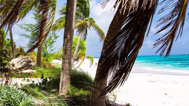 Een strand met palmbomen en een helderblauwe zee.