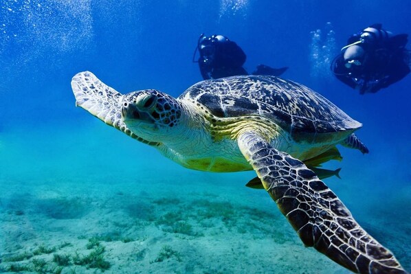 A sea turtle swimming underwater with divers in the background. - Ocean View Coral - Private Beach Resort (Port Howe, Greenwood)