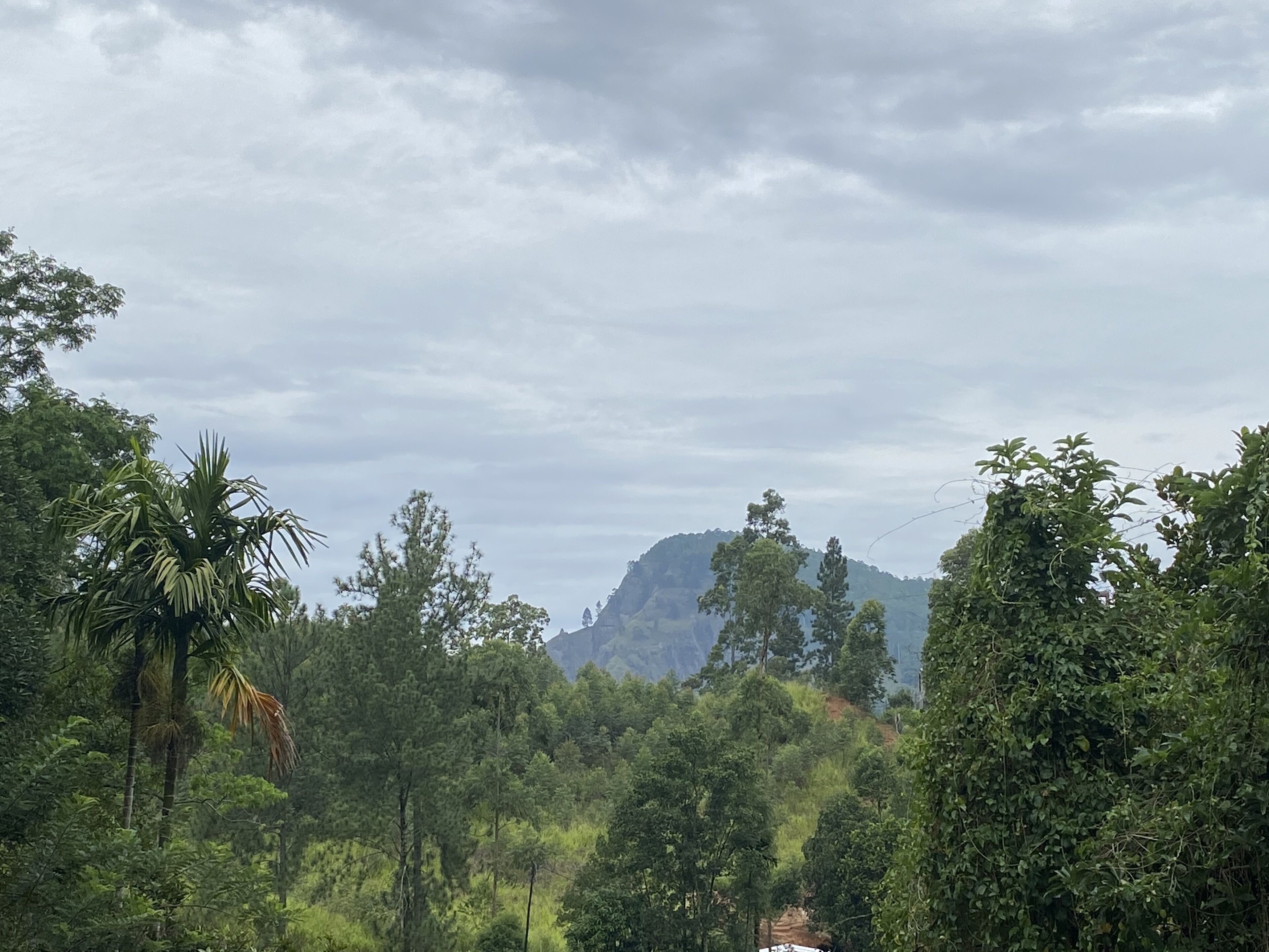 Photo - Misty Elegance - Ella.