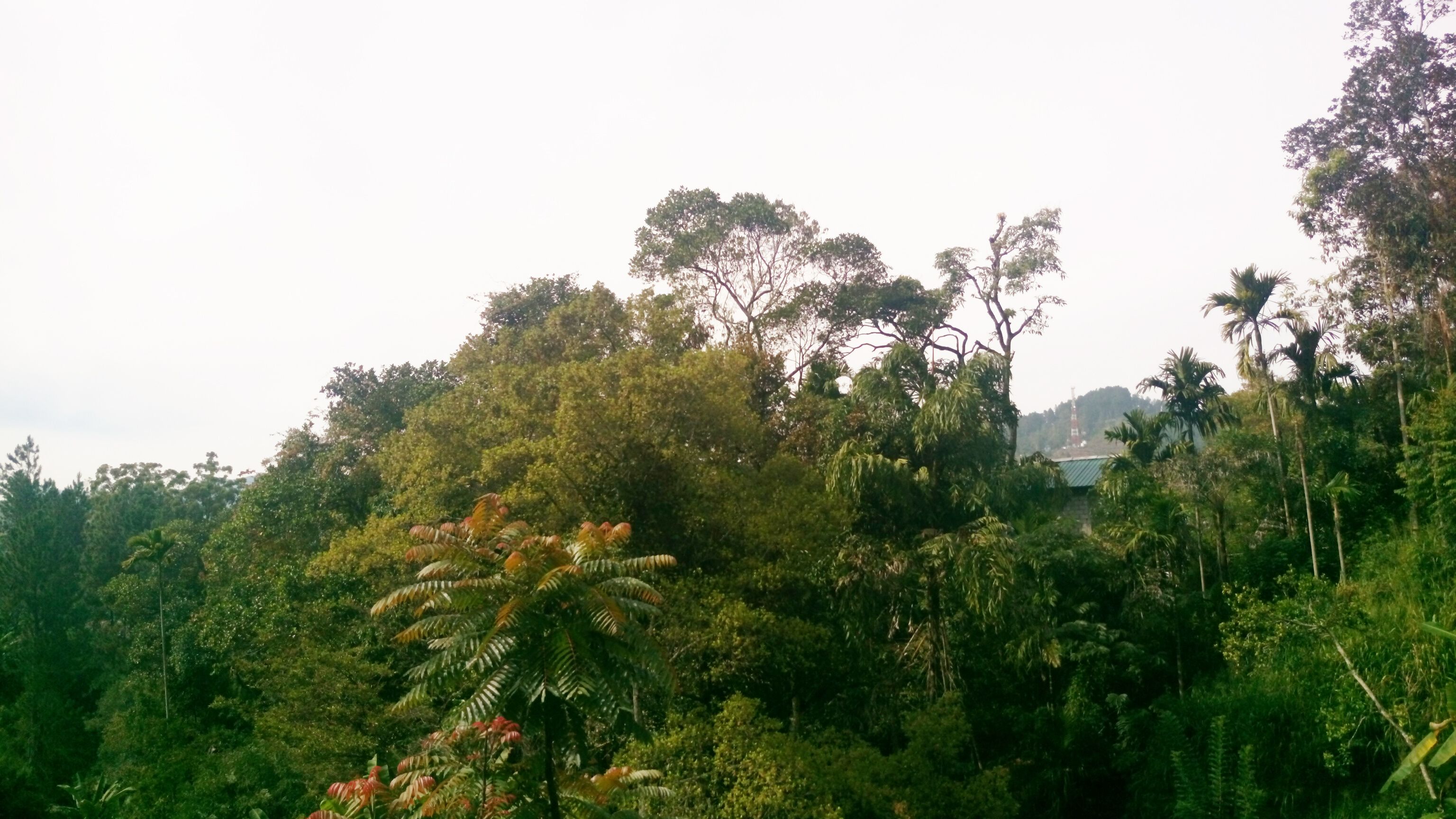 Photo - Misty Elegance - Ella.