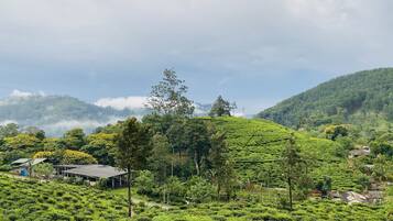 A lush green tea plantation with terraced fields, a few scattered buildings, and a mountain in the background.