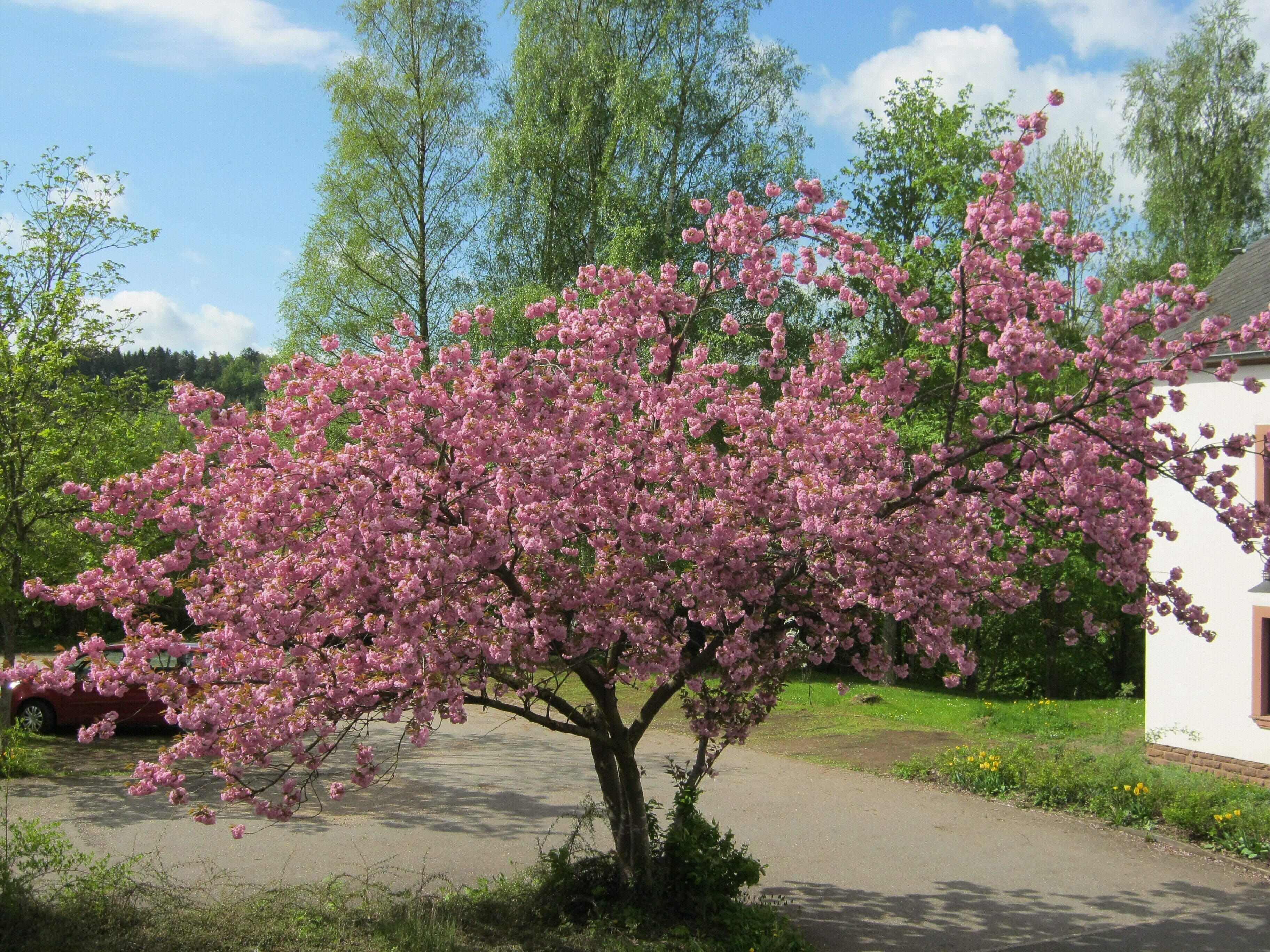 Un árbol con flores rosadas frente a un edificio blanco.
