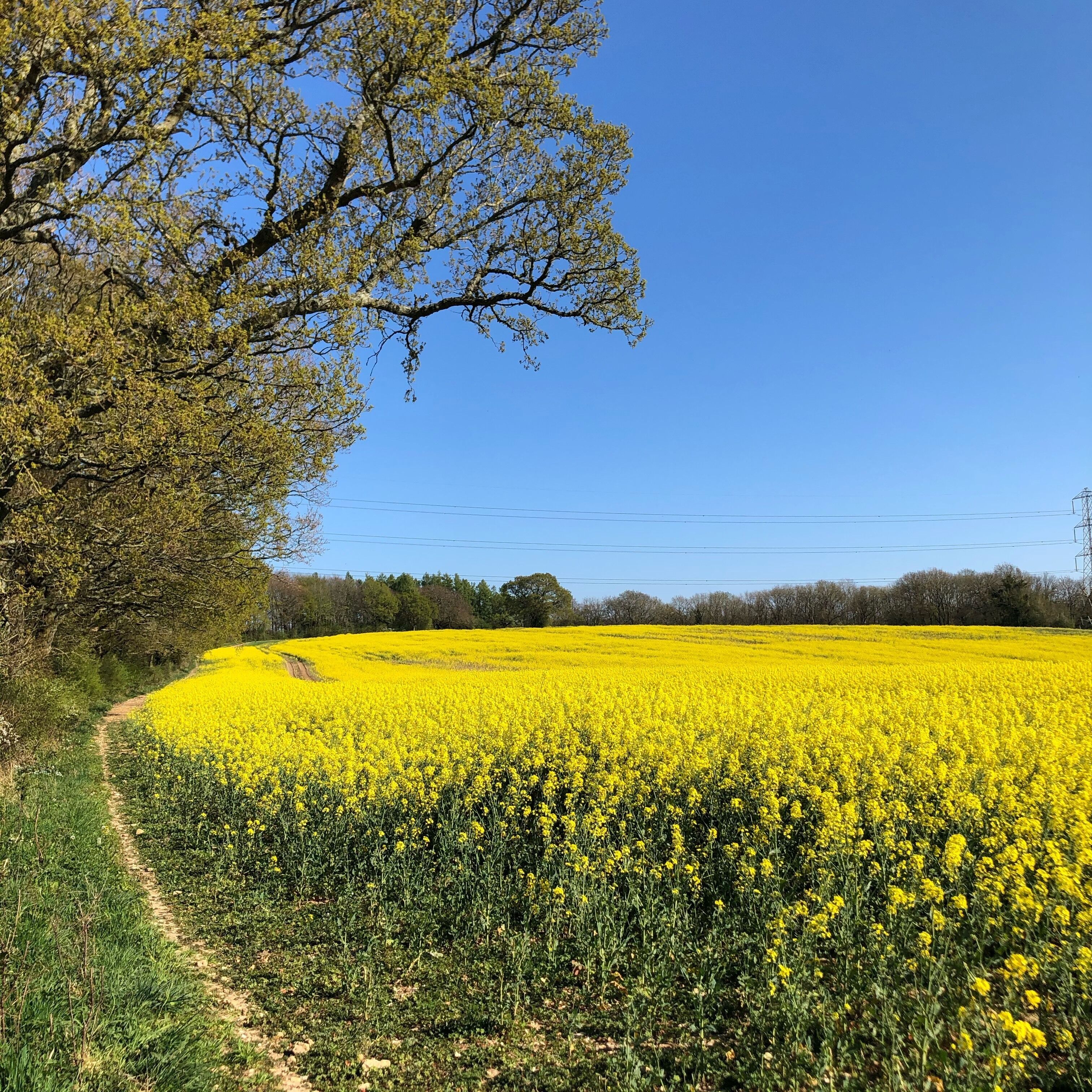 A field of yellow flowers with a clear sky and a tree on the left.