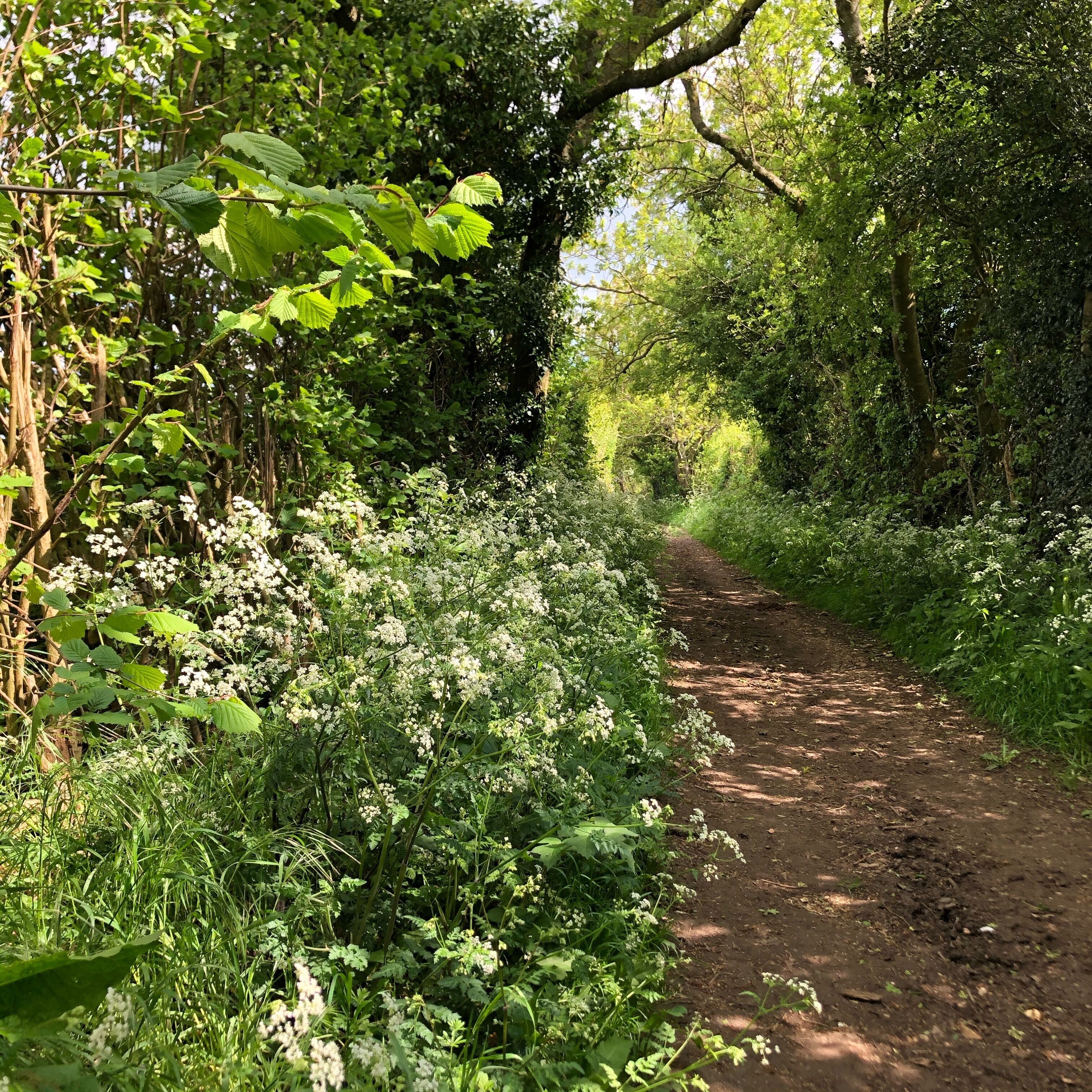 A dirt path surrounded by dense greenery and white flowers.