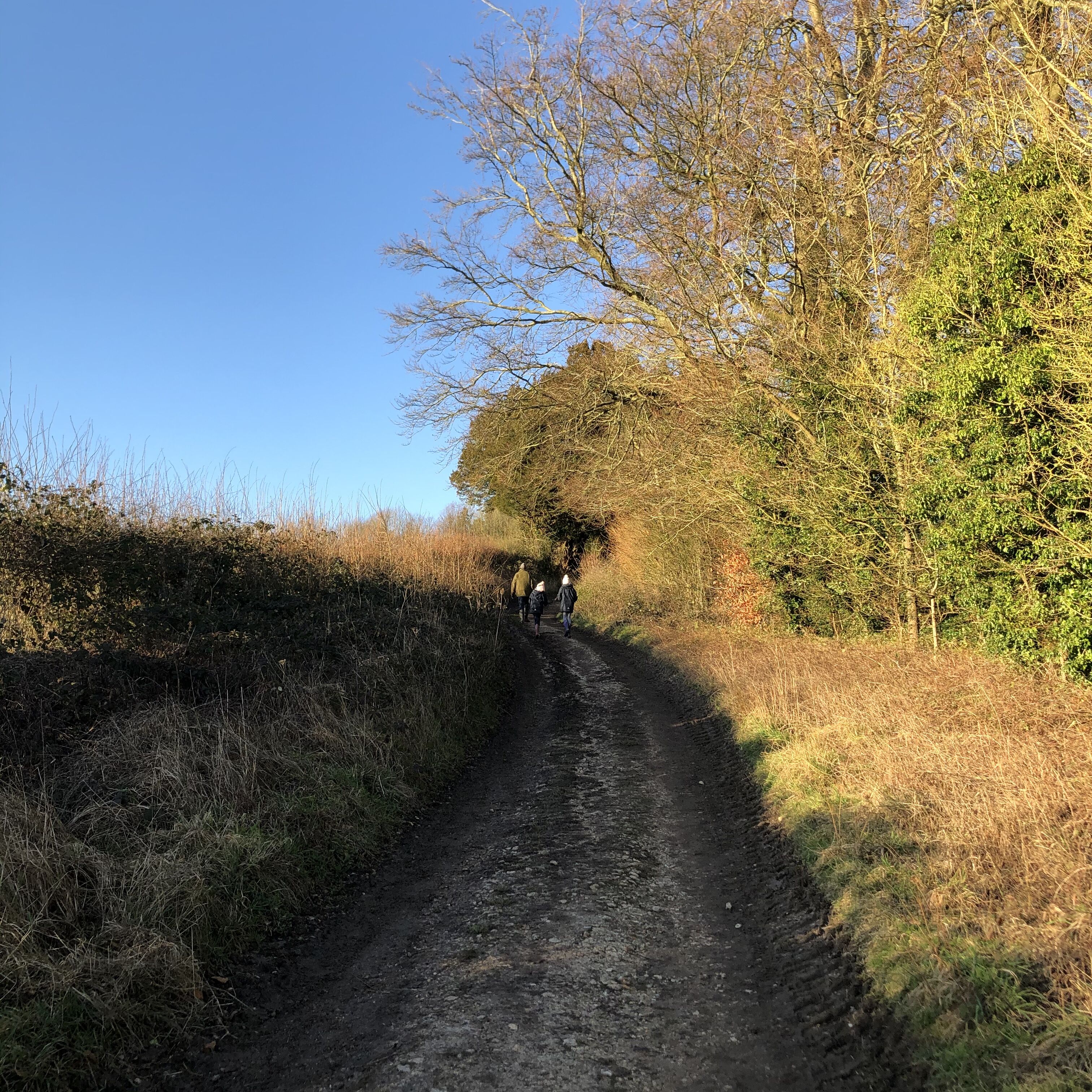 A rural dirt path flanked by trees and vegetation.