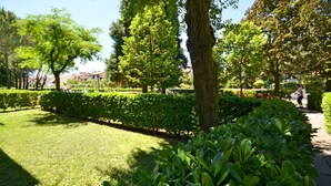 Ein gepflegter Garten mit ordentlich geschnittenen Hecken, verschiedenen Bäumen und einem deutlichen Weg.