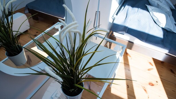 Habitació moderna amb taula de vidre, dues plantes en testos, llit amb cobertura blava i làmpada de peu.