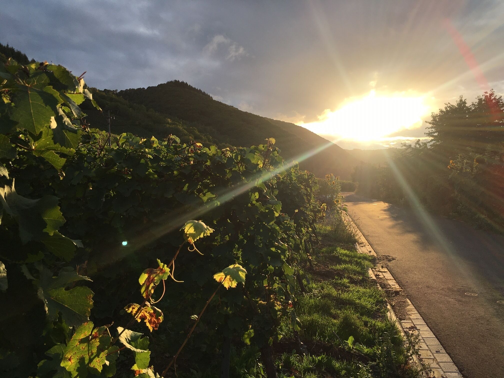 A vineyard with rows of grapevines and a road alongside.