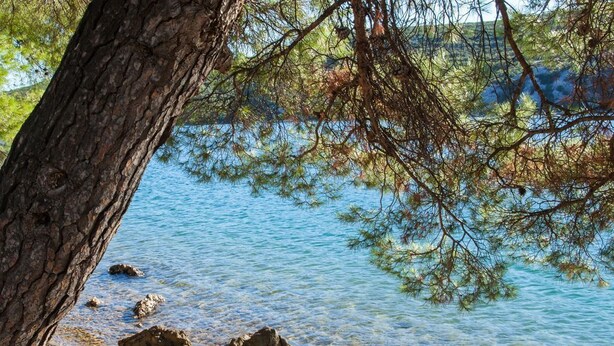 A natural landscape with a clear lake, rocky shore, and a tree trunk. - Last-minute offers / Pet-friendly / VERY low low-season prices (Komarna)