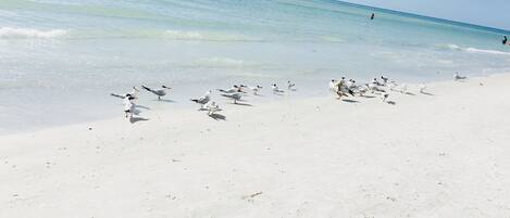 サンラウンジャー、ビーチタオル