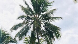 A wooden sign with the text "POUSADA OCEANO" against a backdrop of palm trees and a clear sky. - Pousada Oceano (Ipojuca)