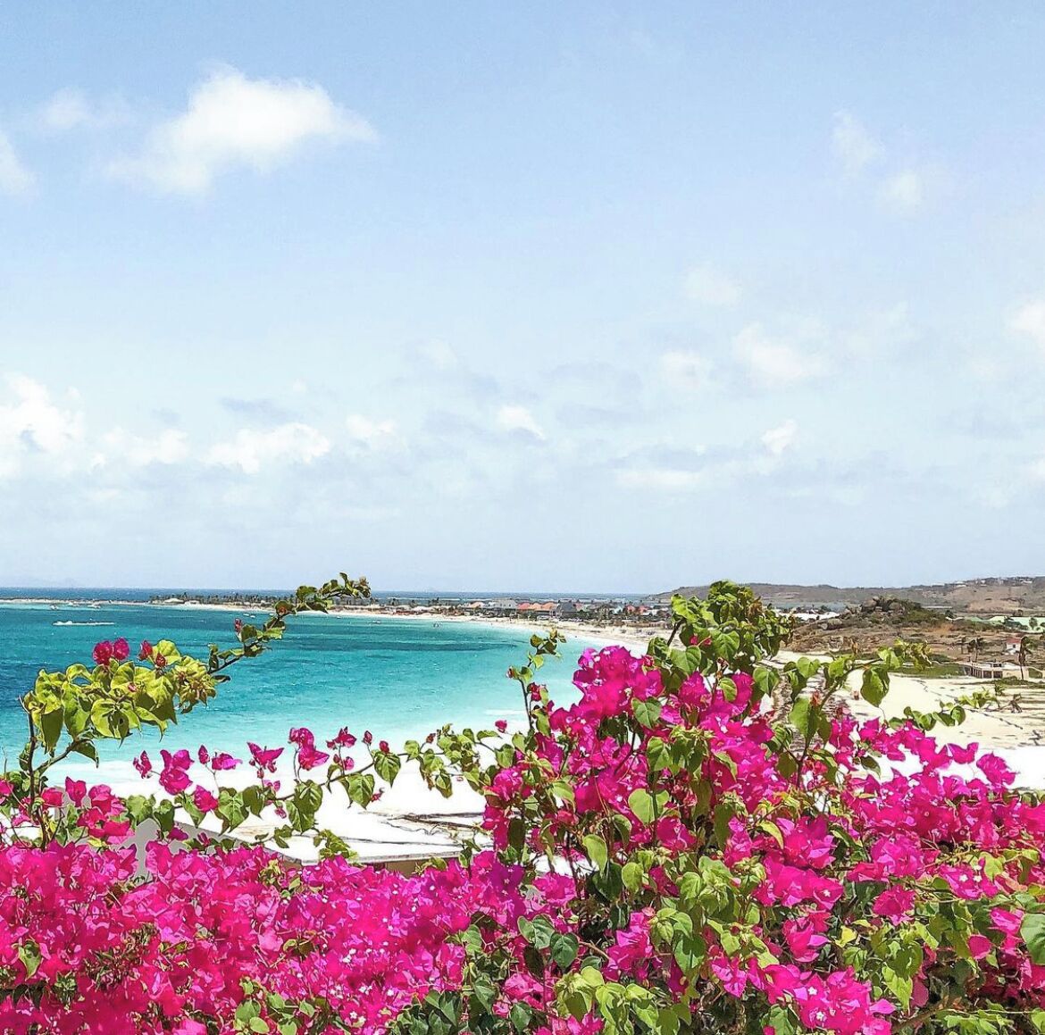 A coastal view with a beach, clear sky, and vibrant pink flowers in the foreground.