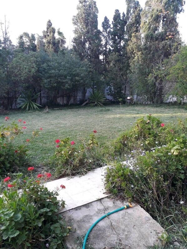 A garden with a stone pathway, various plants, and a hose.