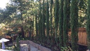 Un espace patio aménagé avec un muret en pierre aux lignes courbes, de grands arbres à feuilles persistantes et une terrasse en bois.