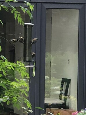 A room with a large window, a chair, and a bird feeder outside. - Exclusive Garden Apartment (Galway)