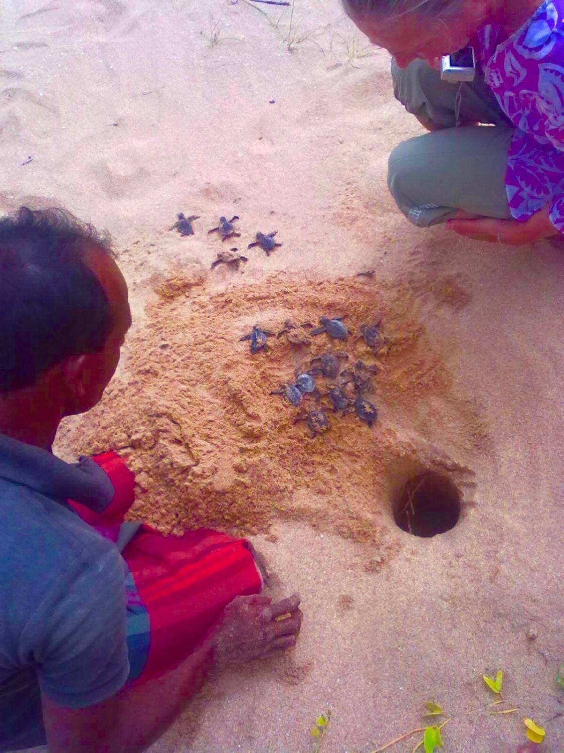 A sandy area with a hole and several small turtles.