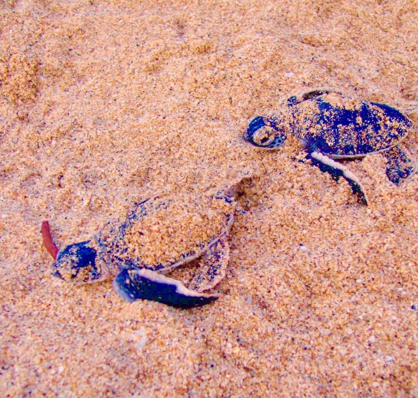 Two sea turtles on a sandy beach.