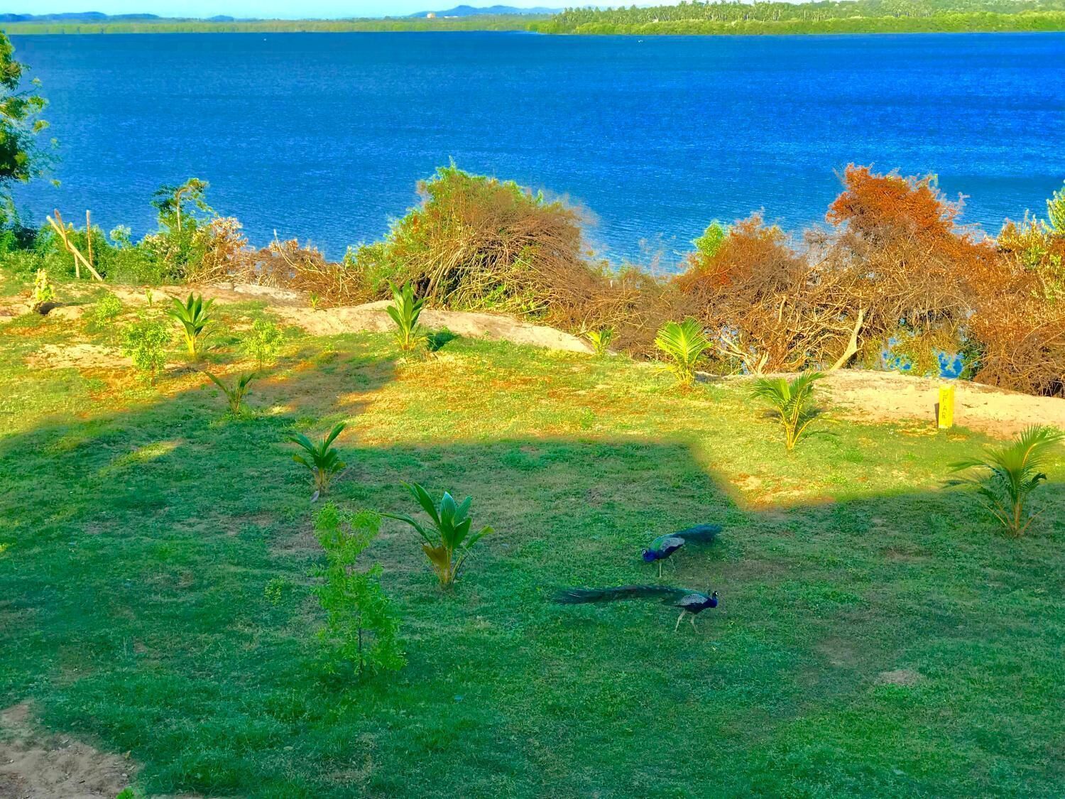 A grassy area with a few small trees and a body of water in the background.