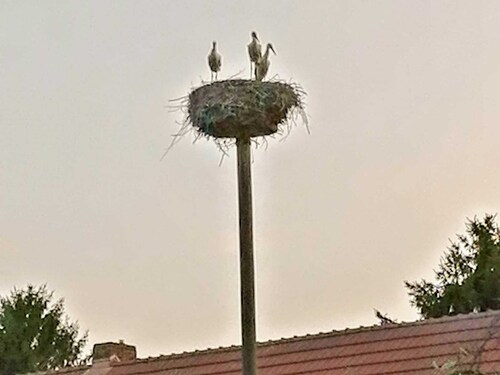 Ferienwohnung am Storchennest - Ferienwohnung