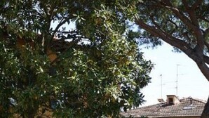 A yellow building with a large tree in front, a gate, and a small window with shutters. - Green Nest Apartaments - GREEN NEST (Florence)