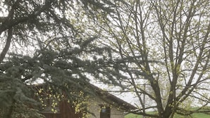 Eine Terrasse im Freien mit einem Steinhaus, einem Tisch und Stühlen sowie einem Baum mit gelben Blüten.