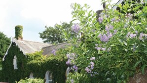 Tuin