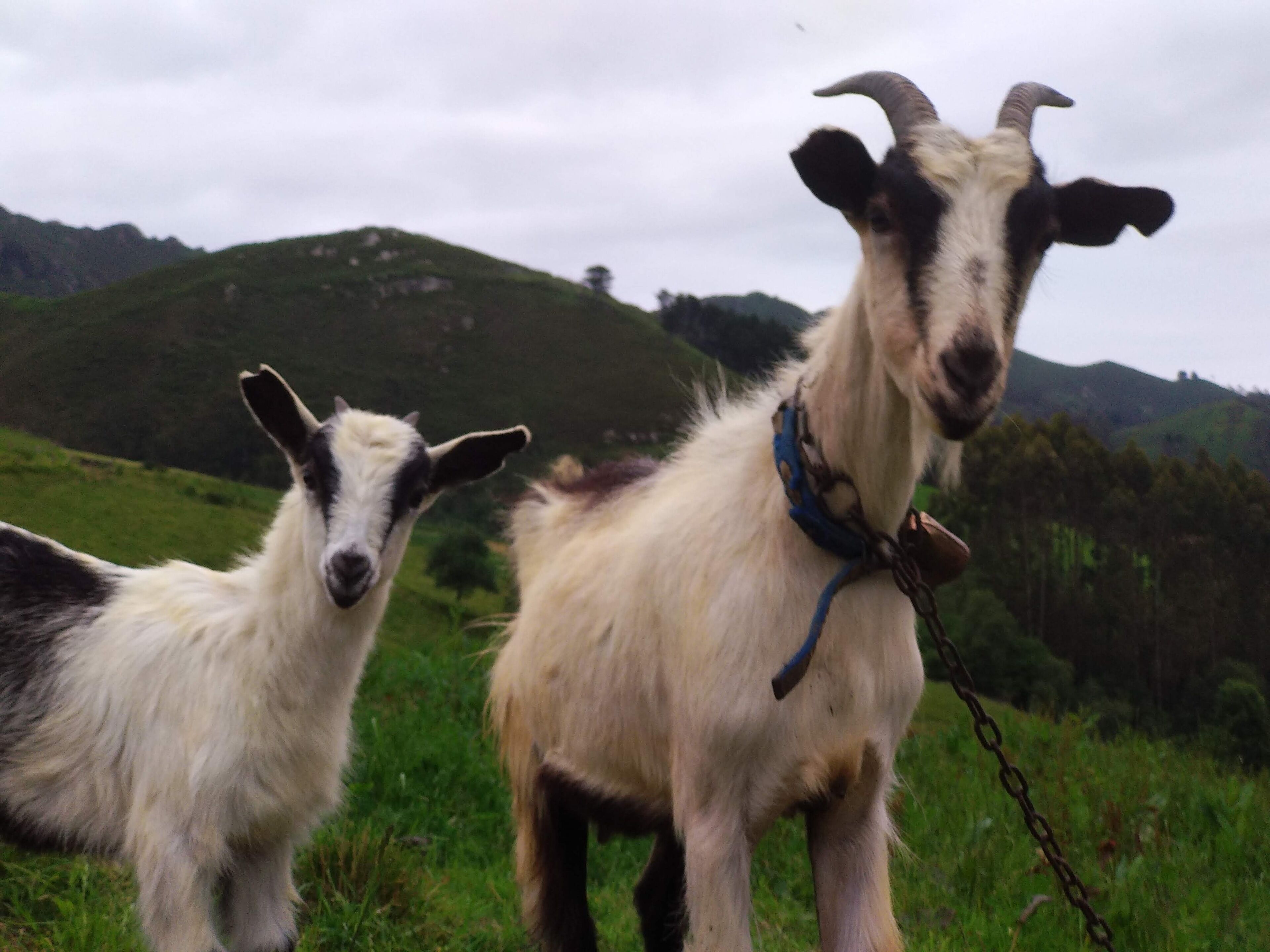 Foto - El interior de Gaia
