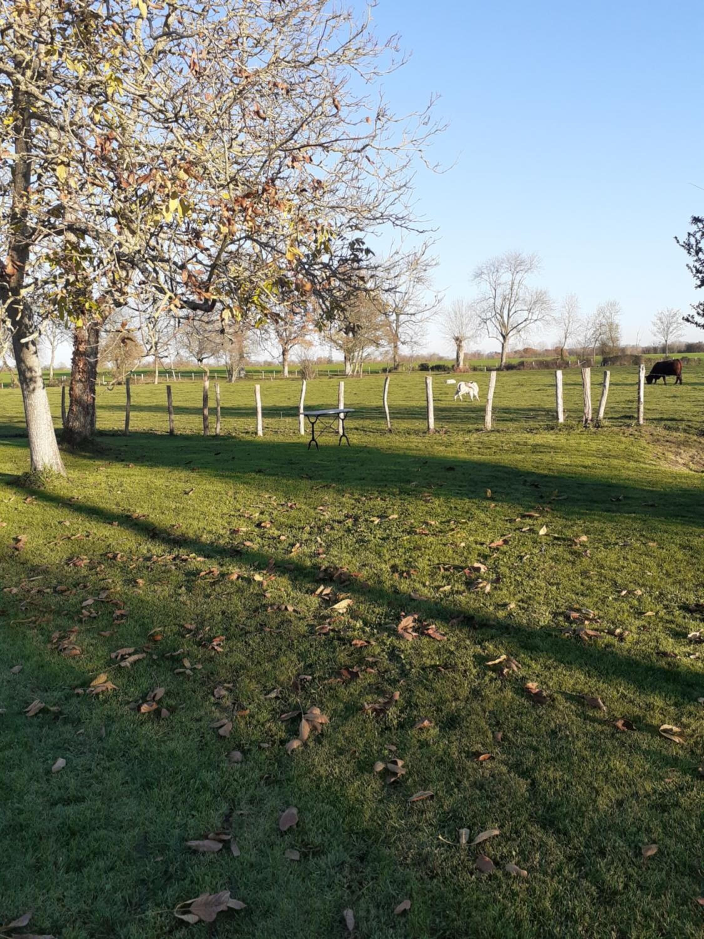 A grassy field with a fence, trees, and a cow.
