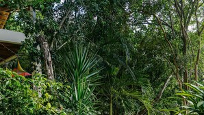 A garden pathway with a variety of plants and a stone path. - Macaco Surf Hostel (Tibau do Sul)