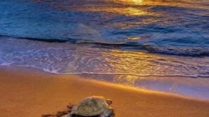 Un coucher de soleil sur l’océan, avec une tortue sur la plage.