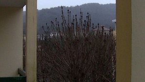 A view from a balcony with a bare tree in the foreground and a forested hill in the background.