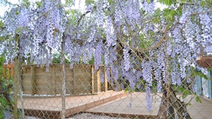 A wooden deck with a metal fence, surrounded by a garden with purple flowers. - Maison Avec Piscine Dans un Hameau Pour 8 Personnes, Entre Lascaux et Hautefort (GRANGES D ANS)