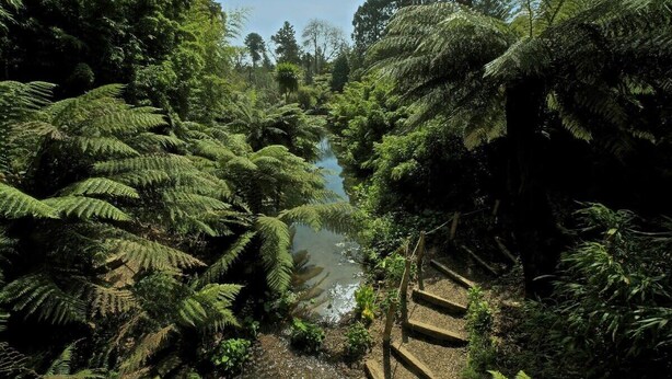A lush, green forest with a narrow water stream and stone steps leading into the foliage. - Gin O'Clock, Mevagissey, Level Walk to Harbour! (Mevagissey)
