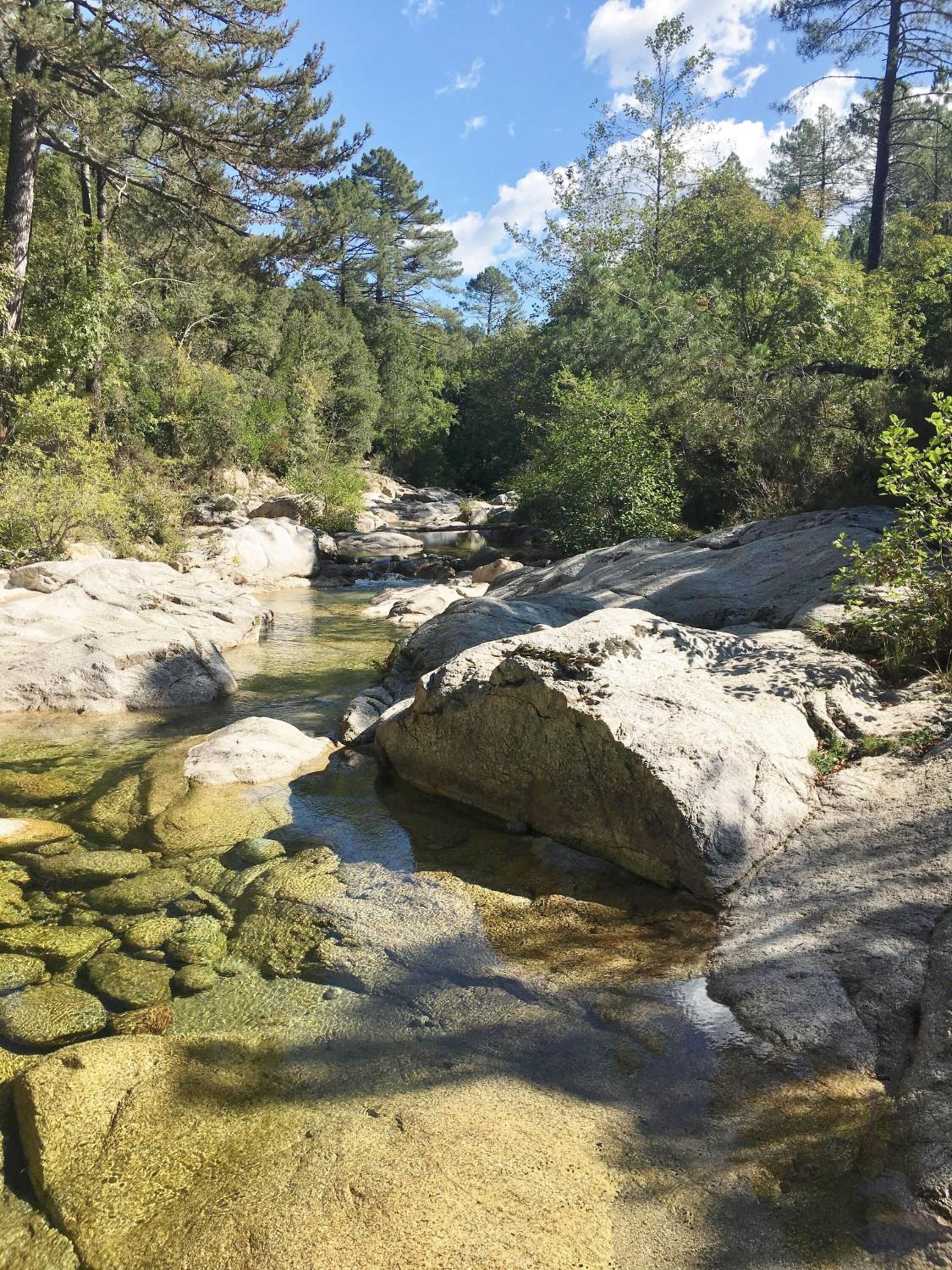 Paisaje natural con un arroyo cristalino, terreno rocoso y un bosque denso.