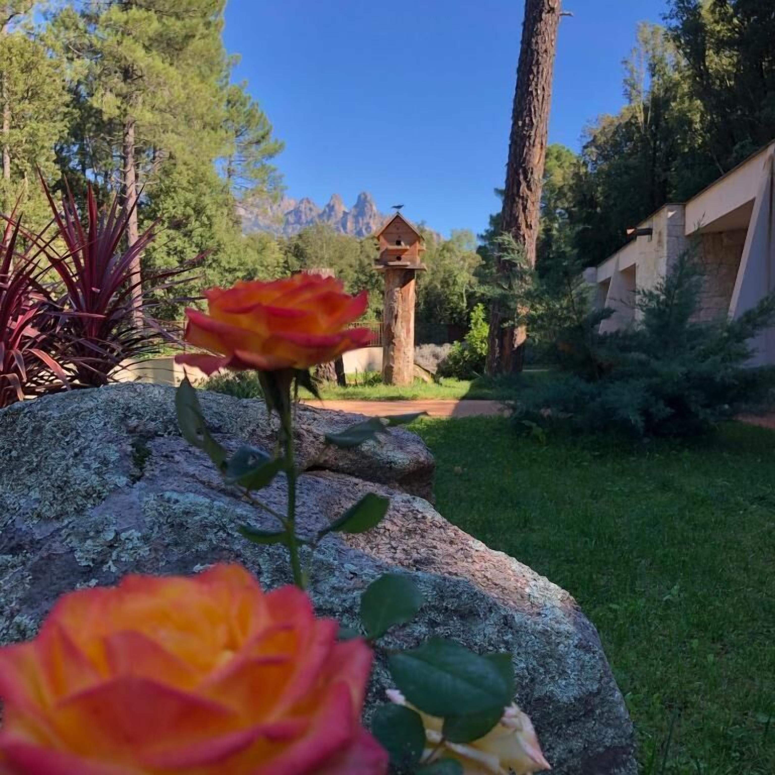 Un jardín con rosales, una estructura de piedra y un edificio al fondo.