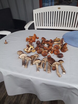 A table covered with various mushrooms. - Comfortable holiday home with sauna (Mirow)