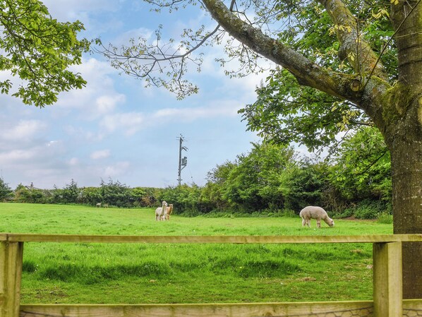 A grassy field with a wooden fence, trees, and a power line in the background.