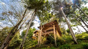 Una estructura de madera rodeada de árboles altos y abundante vegetación.