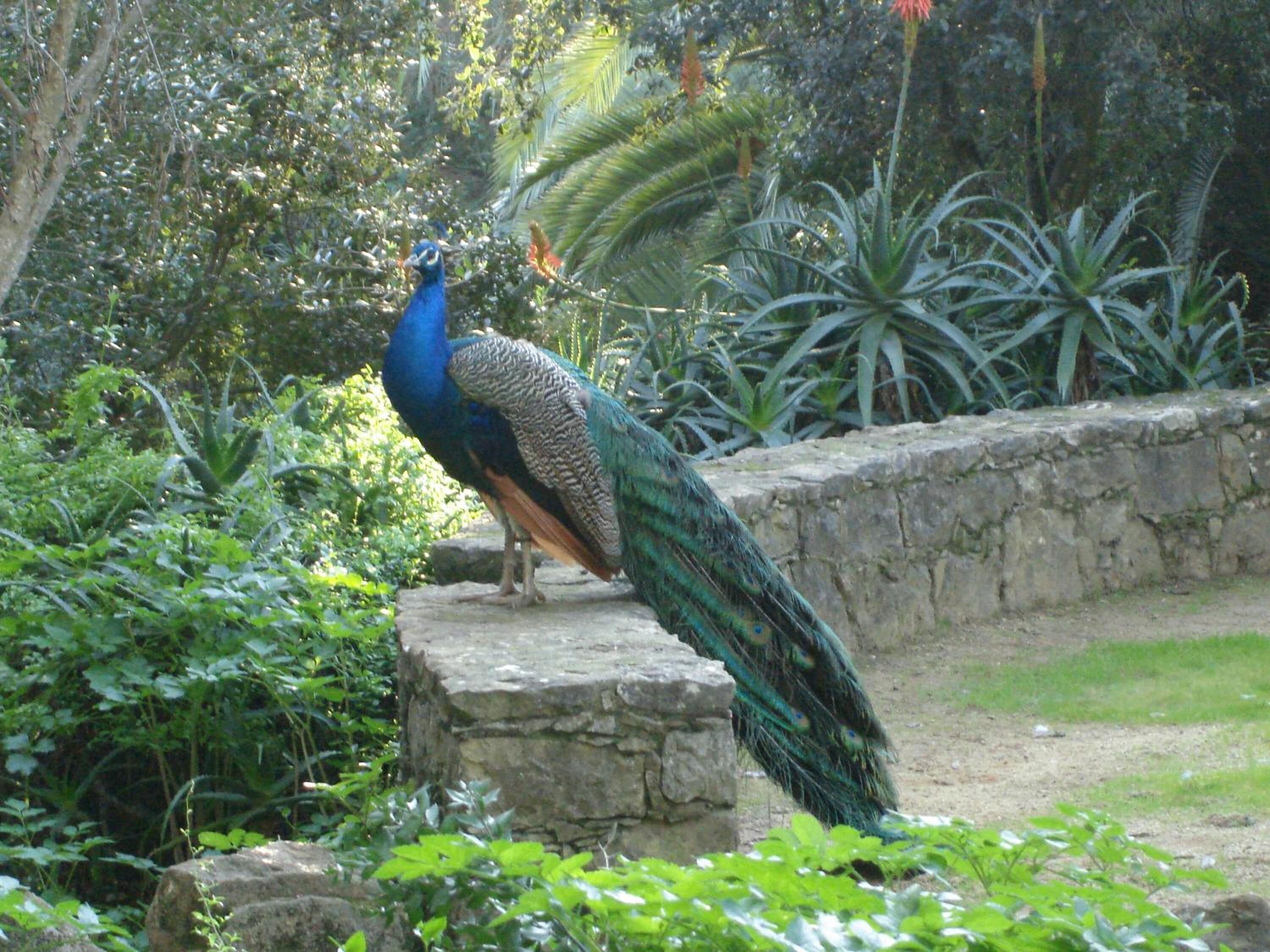 A peacock in a garden with stone structures and dense foliage.