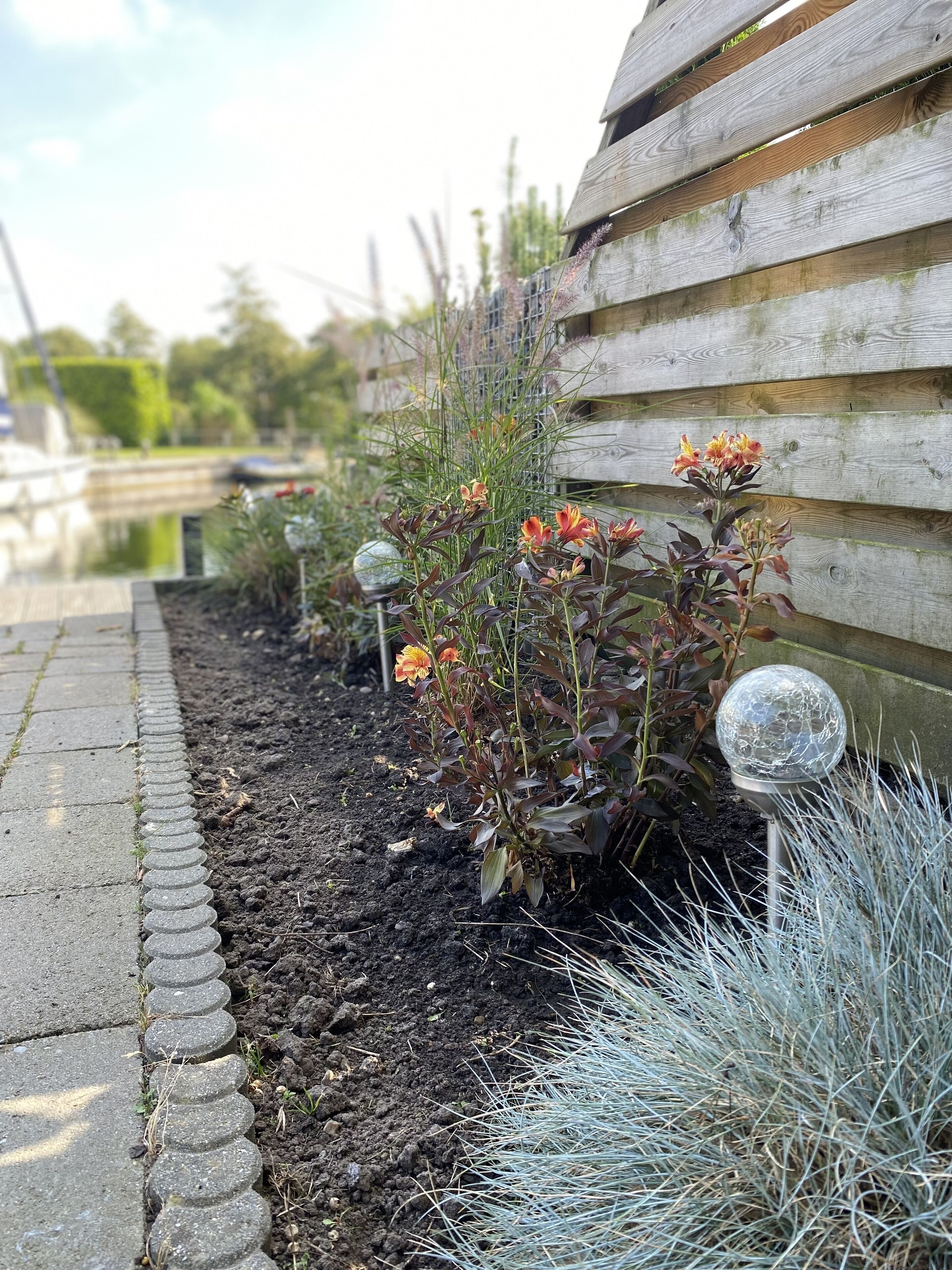 A garden with a wooden fence, a paved walkway, and decorative spherical lights.