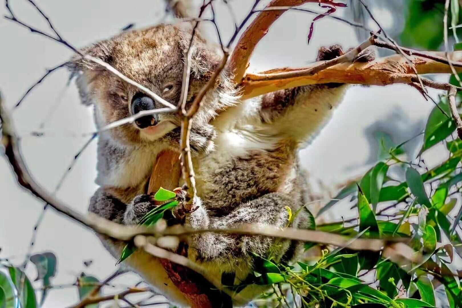 Un koala aferrado a una rama de árbol.