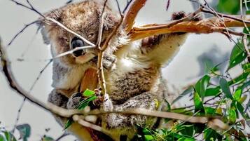Un koala aferrado a una rama de árbol.