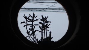 Una ventana circular con el contorno de plantas sobre un fondo claro.