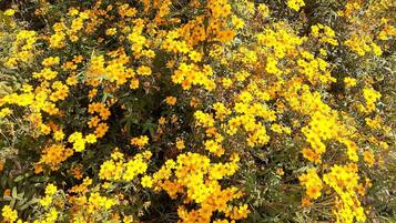 Un denso racimo de flores amarillas.