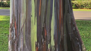 A close-up of a tree with peeling bark, revealing a variety of colors. - Princeville Delight! COLD A/C, Sleeps 4, Pool & Jacuzzi, Private Lanai & Space (Princeville)