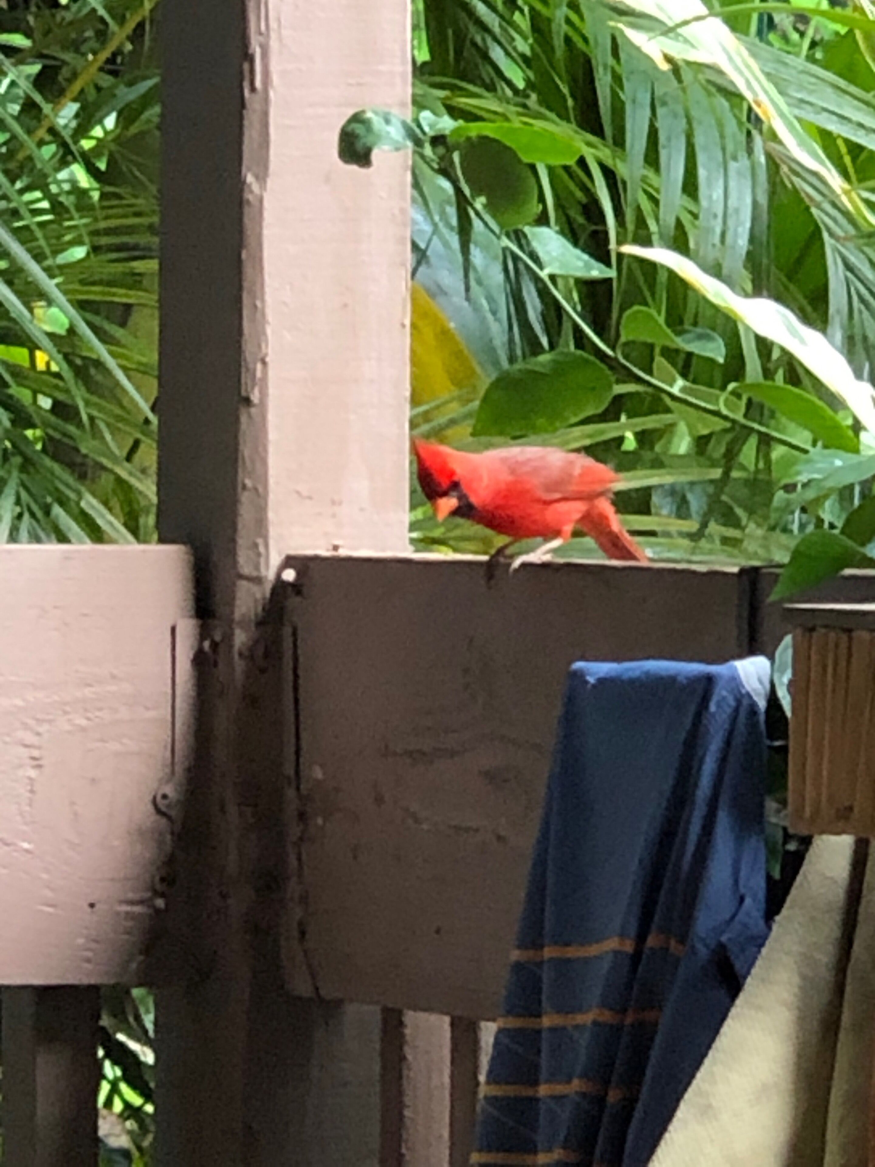 A bird perched on a wooden structure with a blue cloth.