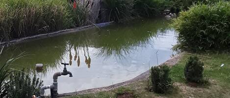 A pond with a water pump, surrounded by lush greenery and a distant view of hills.